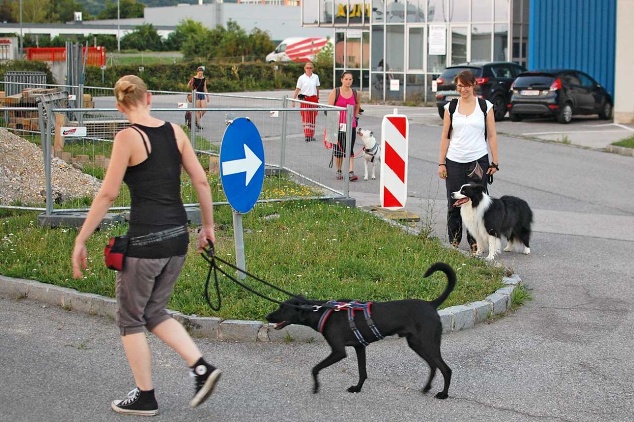 Stadttraining für Hunde in Wien